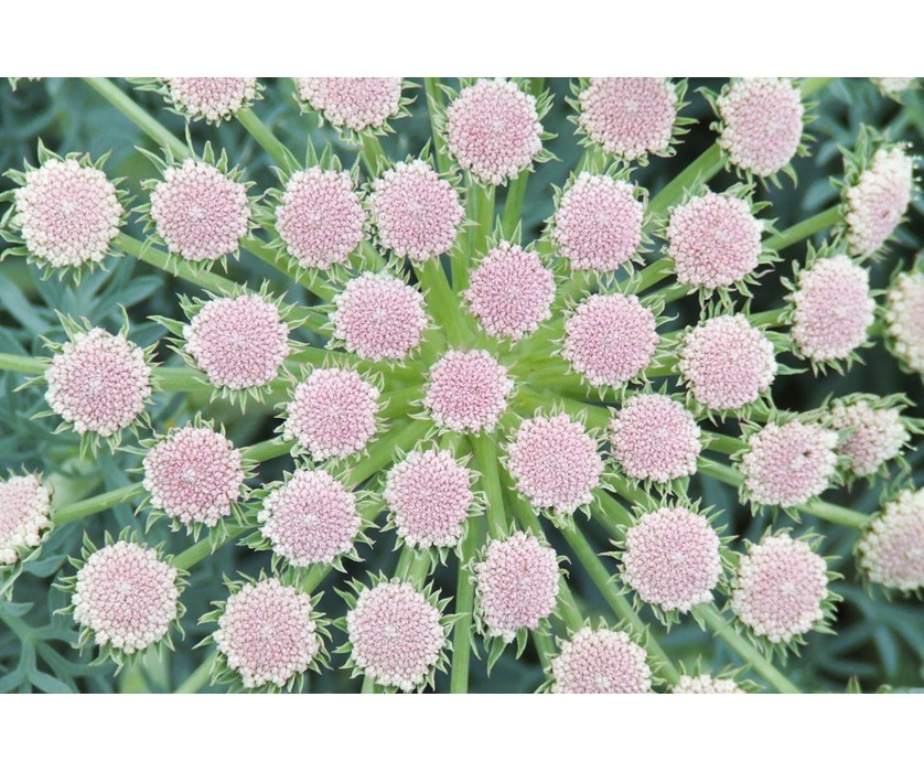 Moon Carrot
